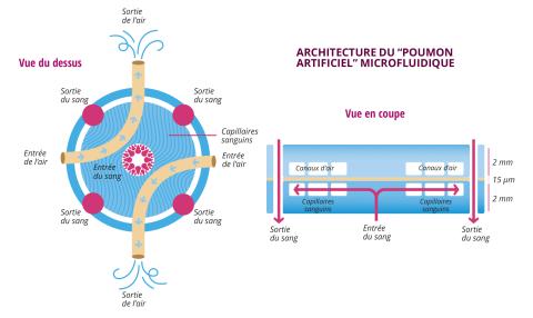 Architecture du "poumon artificiel" microfluidique