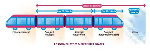 La structure du sommeil et ses différentes phases