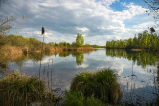 Zones humides et transfert de pesticides