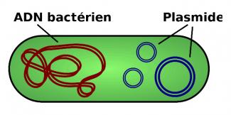 Schéma d’une bactérie contenant un plasmide.  Source : Normand.cyr