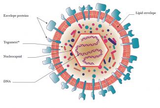 Vecteur utilisé en thérapie génique par EG427 dérivé du virus de l’herpès simplex (HSV-1)